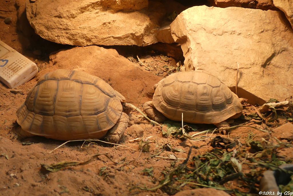 Ägyptische Landschildkröte (Zwerg-Landschildkröte)