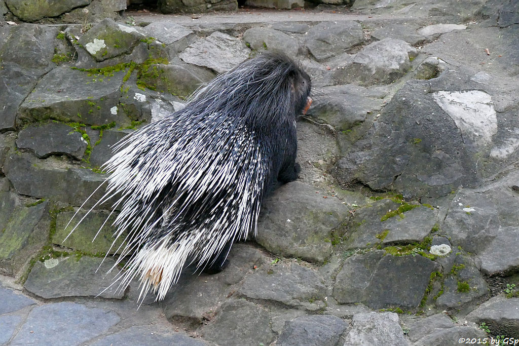 Südafrikanisches Stachelschwein