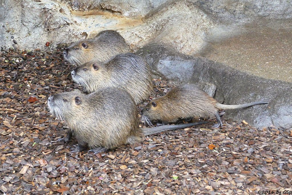 Nutria (Biberratte, Sumpfbiber)