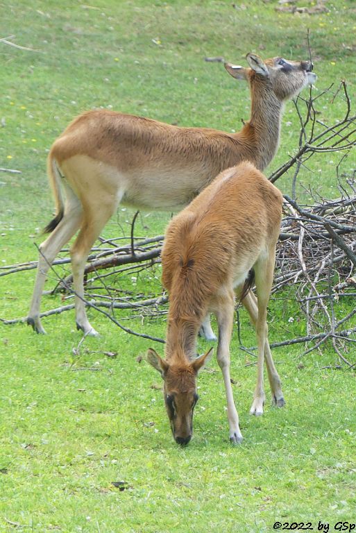 Weißnacken-Moorantilope (Mrs. Grays Wasserbock)