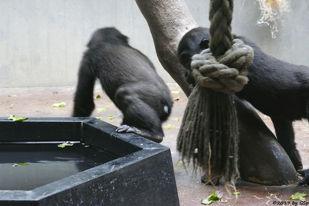 Flachlandgorilla