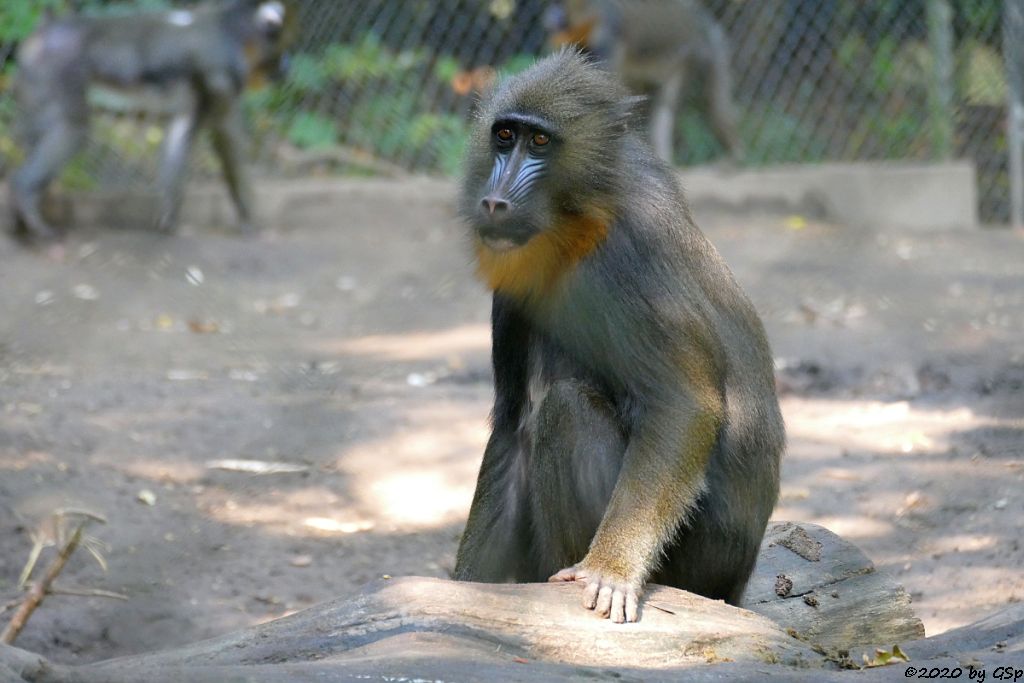 Mandrill