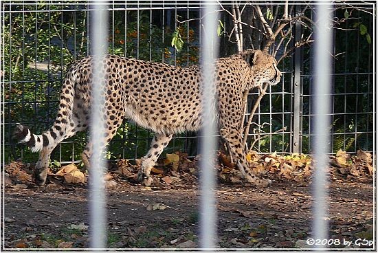 Gepard