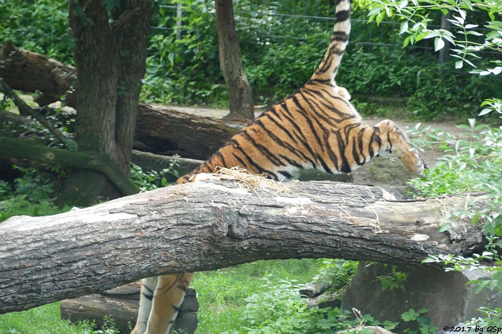 Amurtiger (Sibirischer Tiger, Mandschu-Tiger) SERGAN