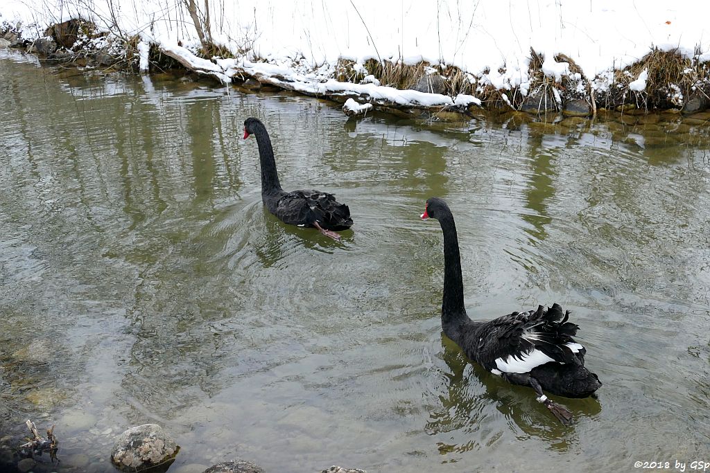 Schwarzer Schwan (Trauerschwan, Schwarzschwan)