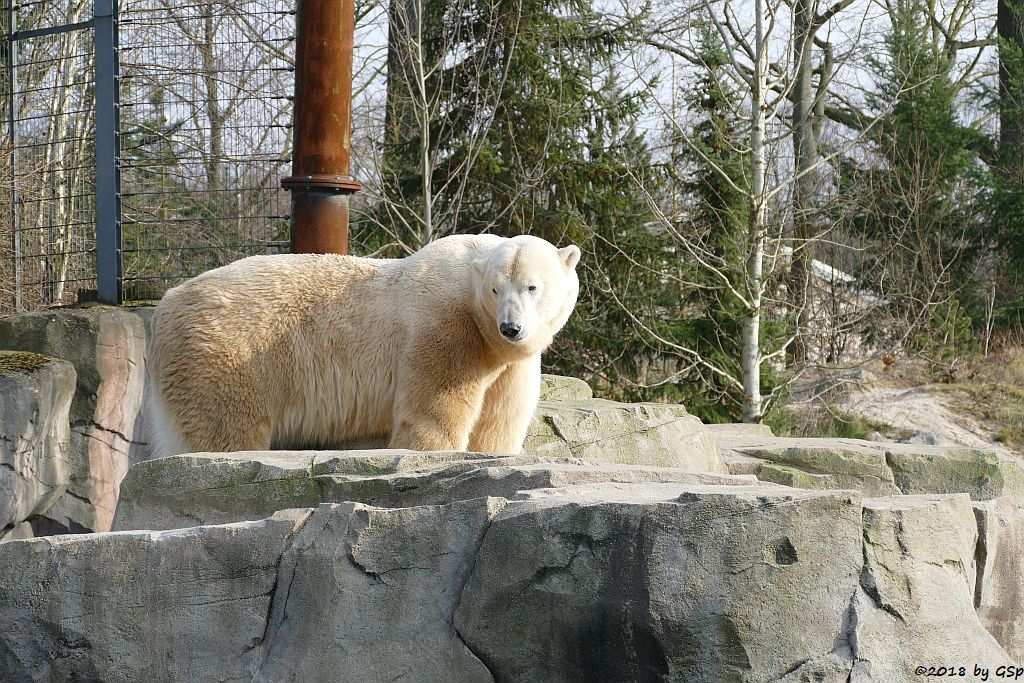 Eisbär (Polarbär)