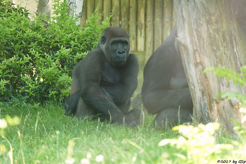 Flachlandgorilla