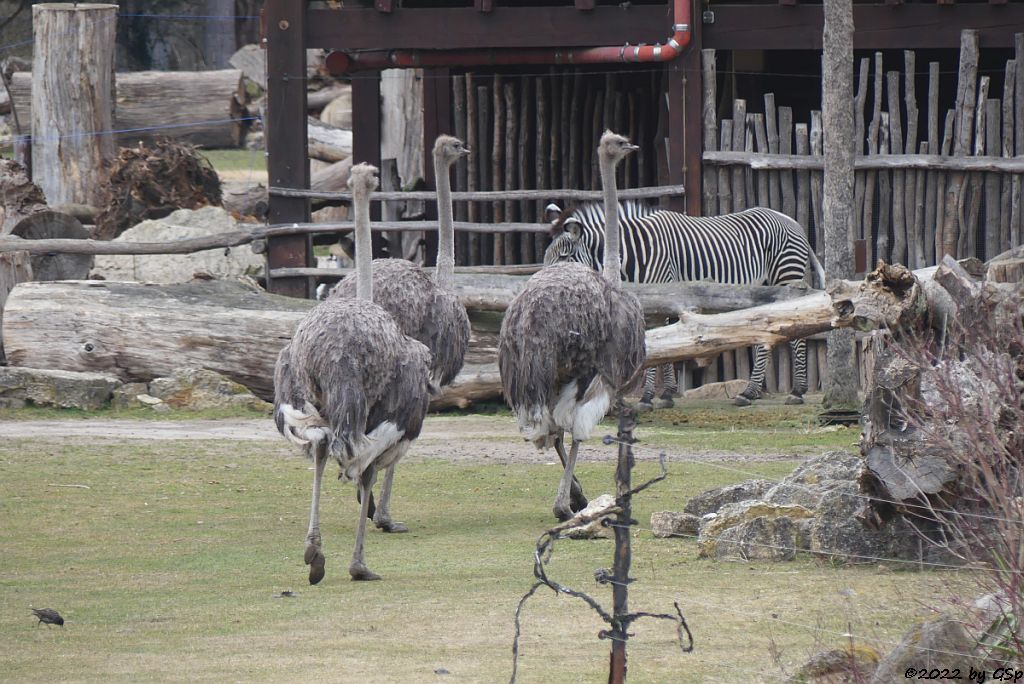 Südafrikanischer Blauhalsstrauß (Südstrauß), Grévy-Zebra