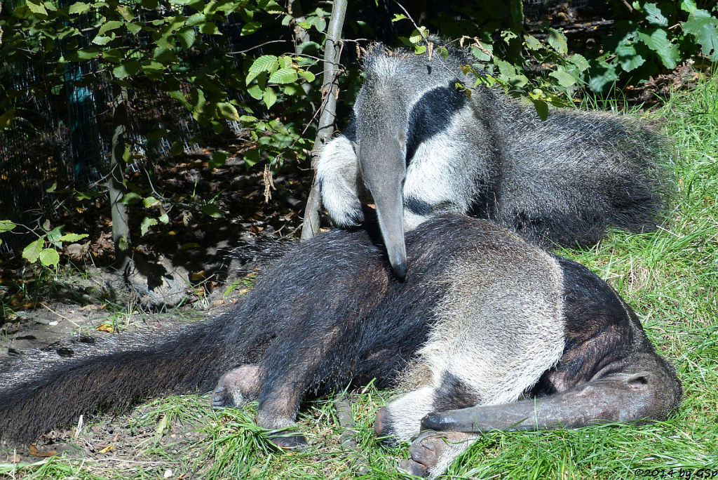 Großer Ameisenbär, Jungtier geb. am 3.3.14