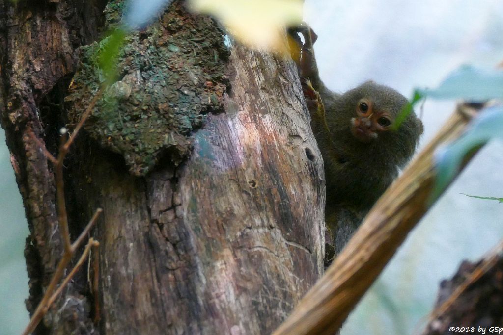 Gewöhnliches Zwergseidenäffchen (Westl. Zwergseidenaffe, Gelbbauch-Zwergseidenaffe)