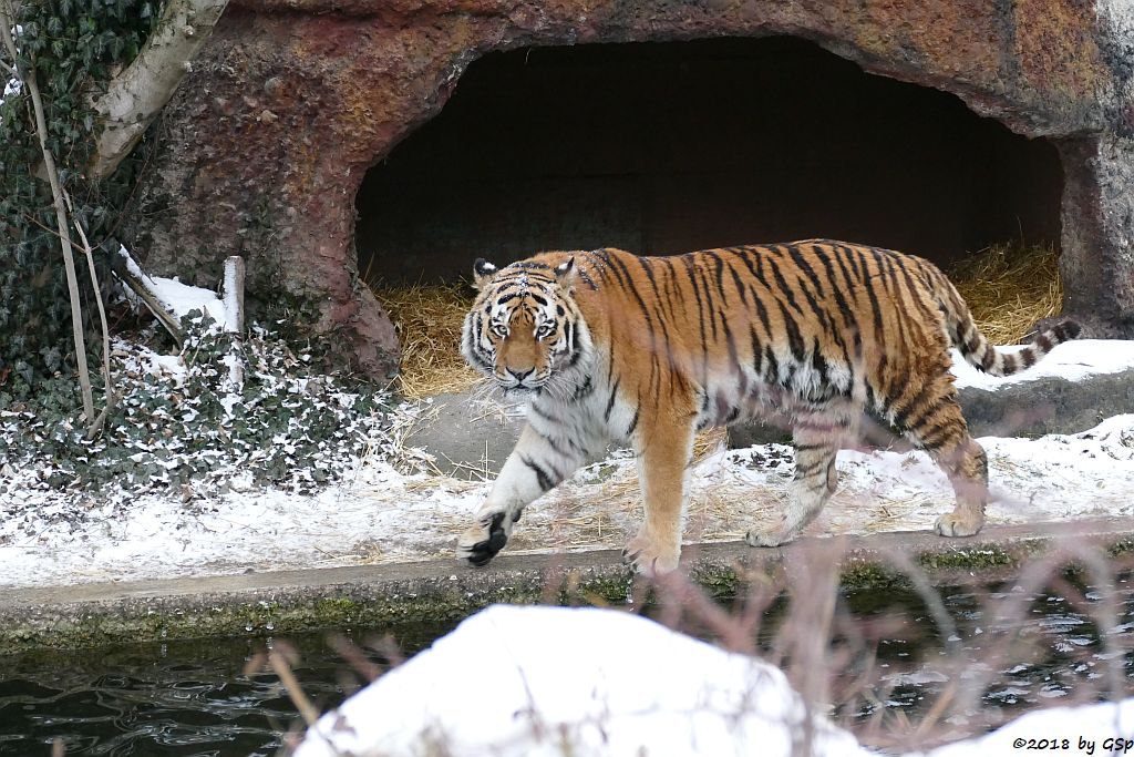 Amurtiger (Sibirischer Tiger, Mandschu-Tiger) JEGOR