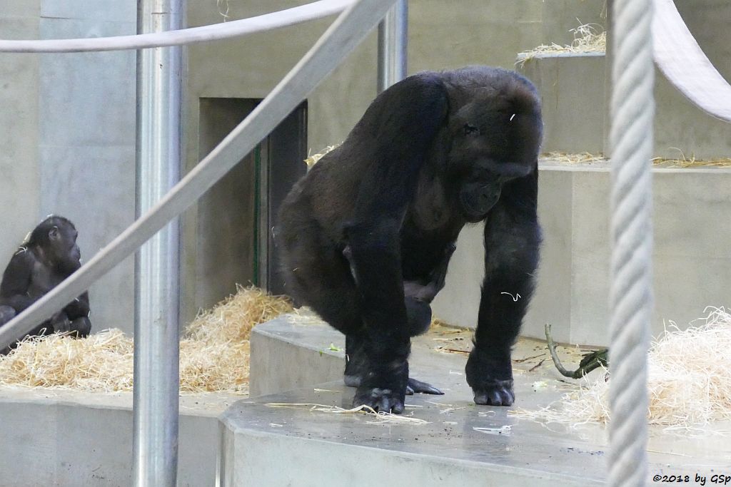 Flachlandgorilla TUANA mit Jungtier, geb. 11.1.18 (2 Wochen alt)