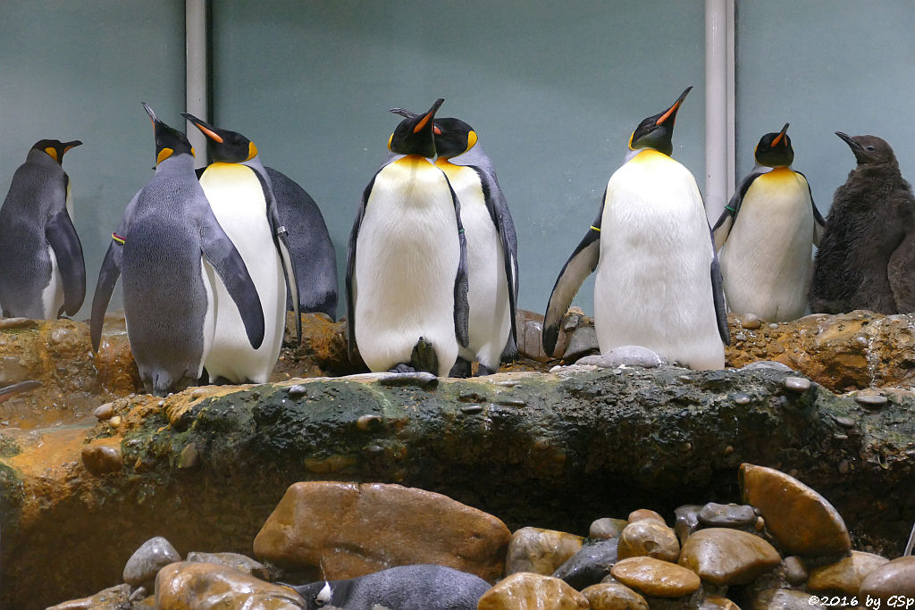 Königspinguin