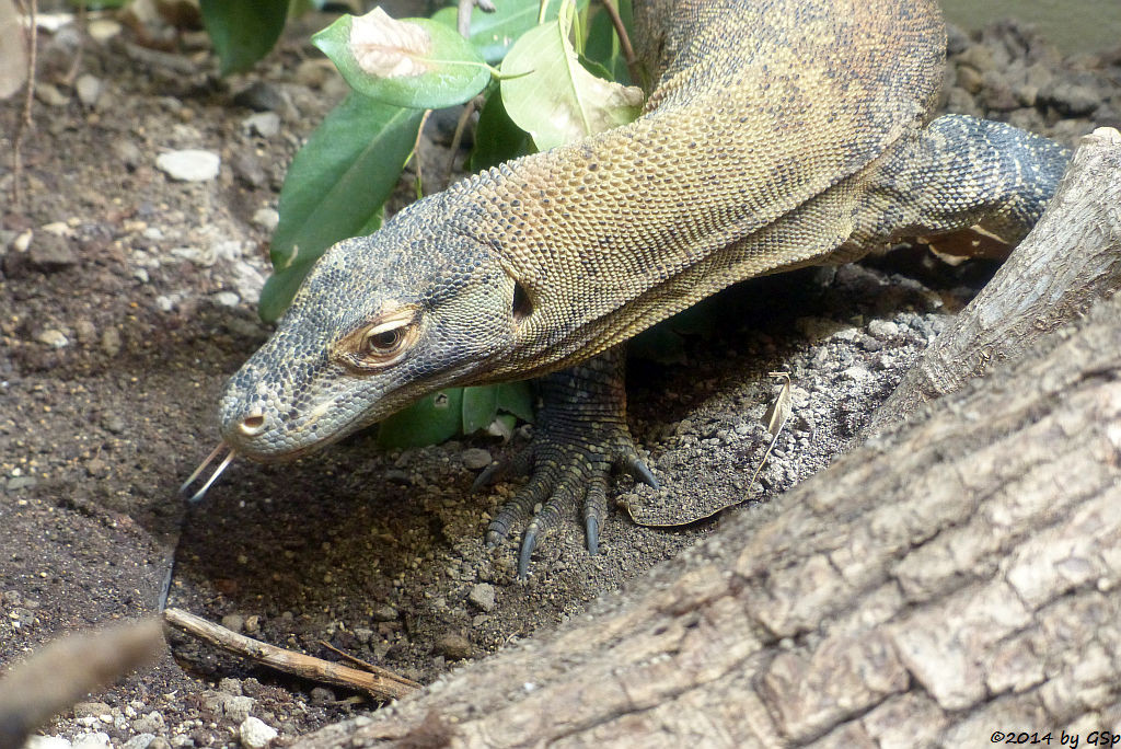 Komodowaran