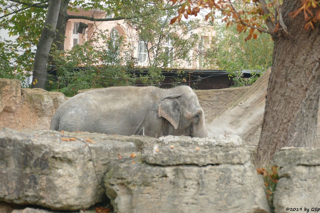 Indischer Elefant