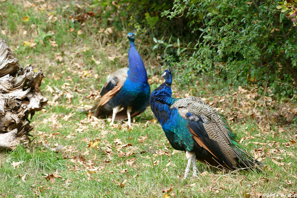 Blauer Pfau