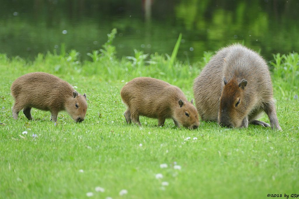 Wasserschwein (Capybara)