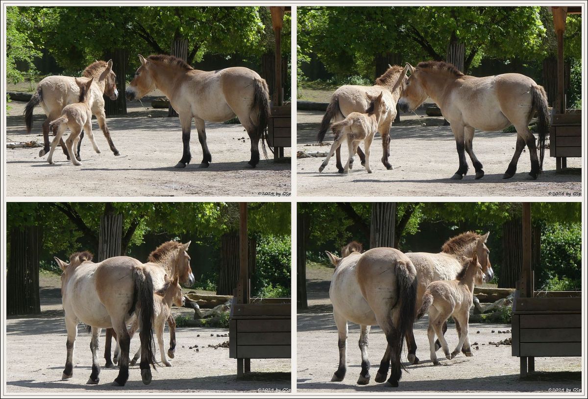 Przewalski-Pferd (Przewalski-Urwildpferd, Asiatisches Wildpferd)