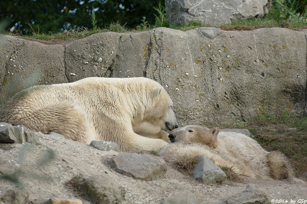 Eisbär, Jungtiere geb. am 2.12.14