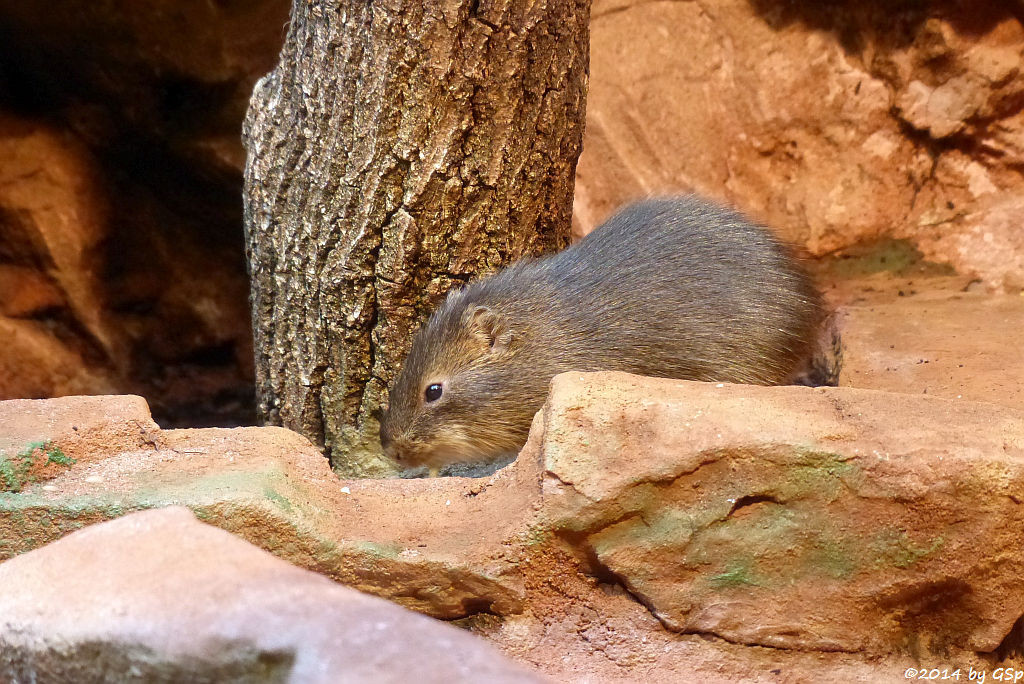 Wildmeerschweinchen