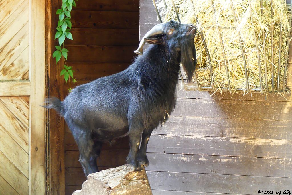 Afrikanische Zwergziege (Westafrikanische Zwergziege, Kamerun-Zwergziege)