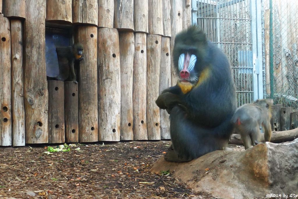 Mandrill