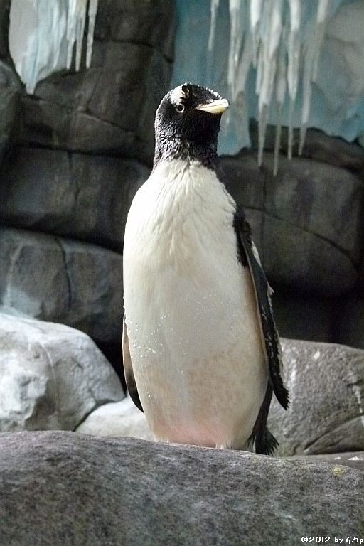 Eselspinguin