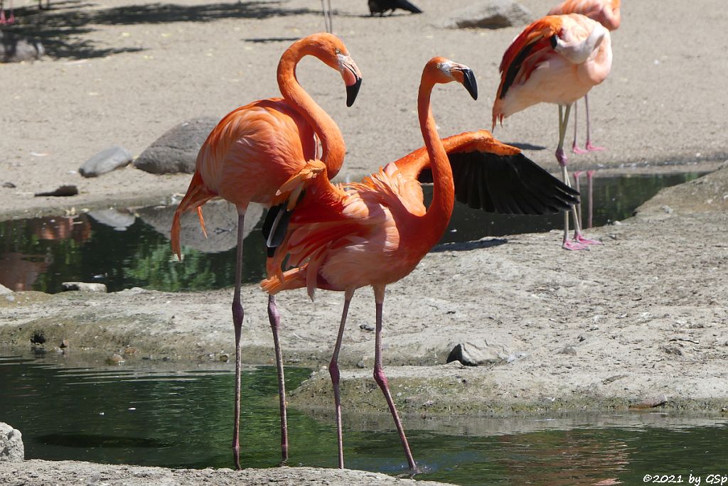 Kubaflamingo (Karibischer Flamingo, Roter  Flamingo), Chileflamingo (Chilenischer Flamingo.)
