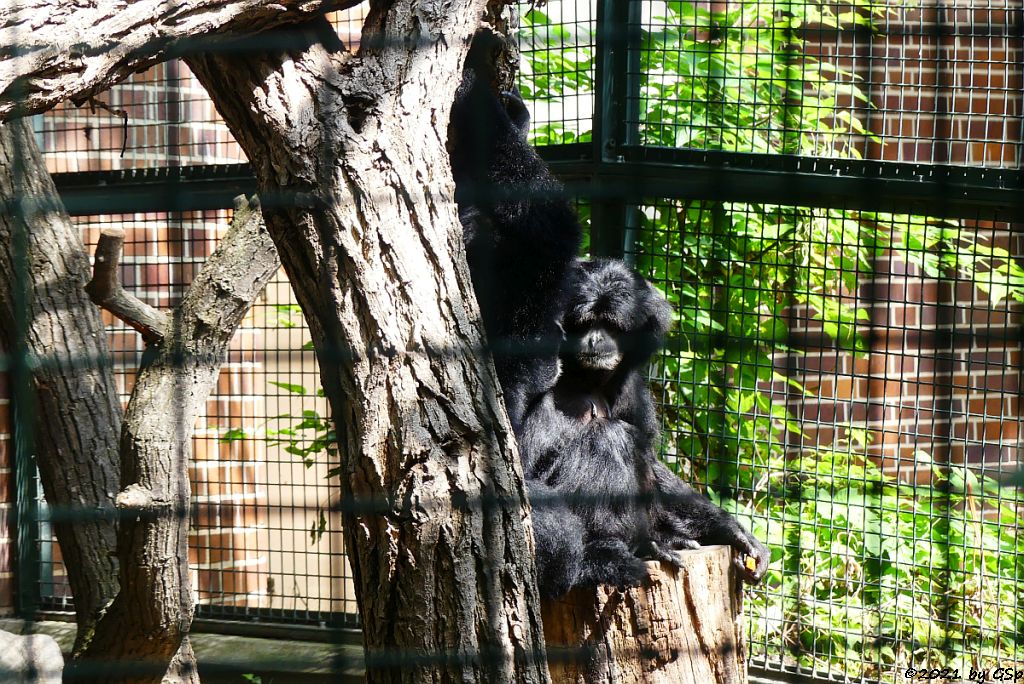 Siamang