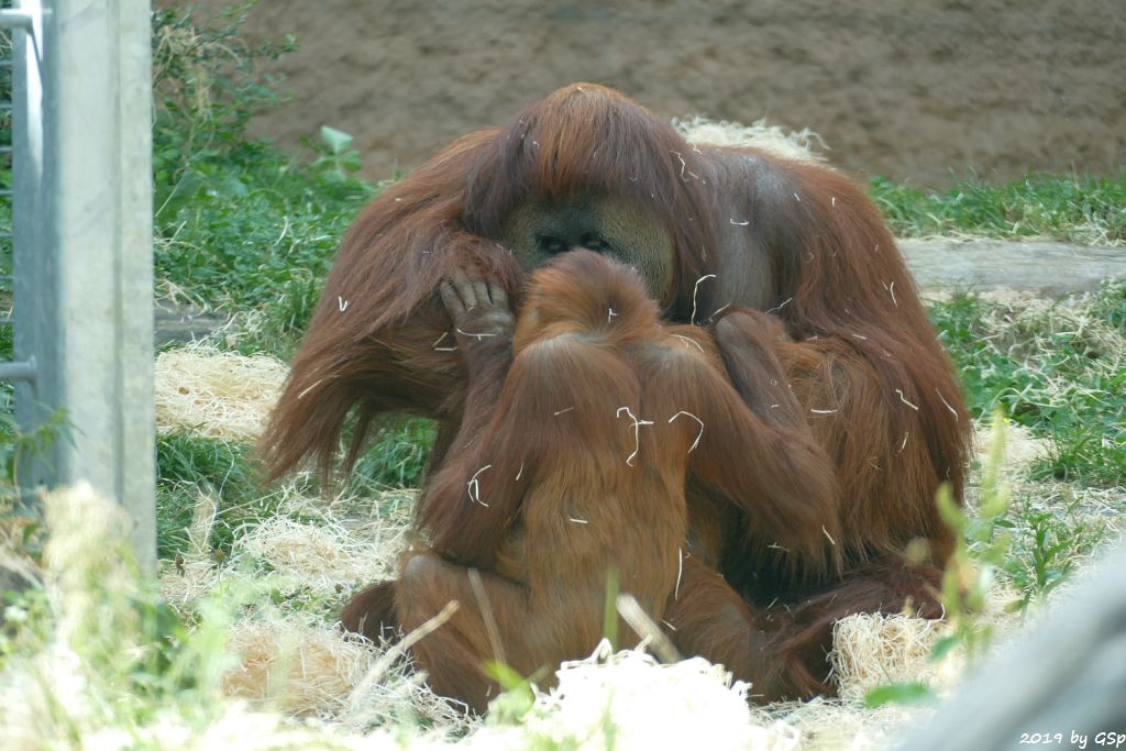 Sumatra-Orang-Utan KEMBALI und SAYANG