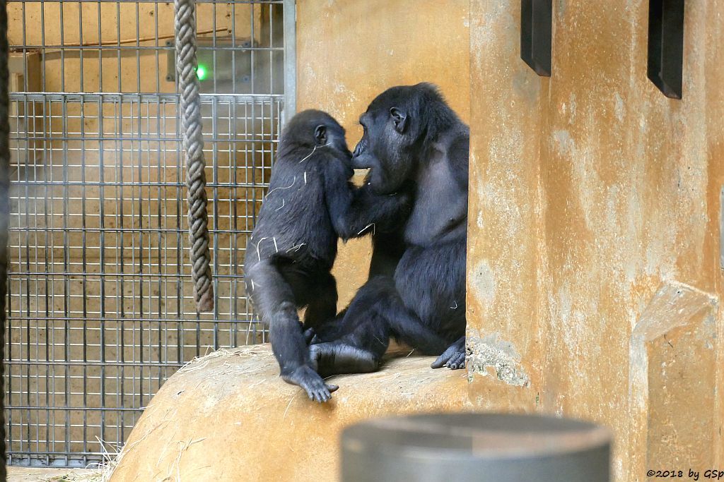 Flachlandgorilla