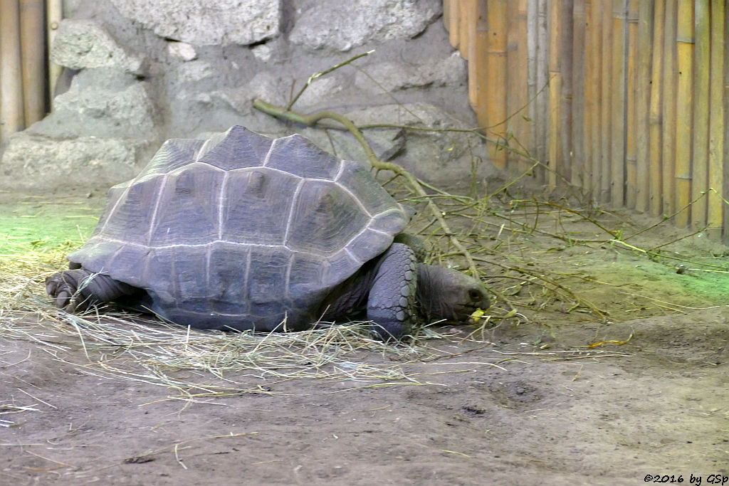 Aldabra-Riesenschildkröte