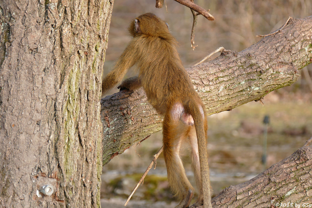 Sphinx-Pavian (Guinea-Pavian, Roter Pavian)