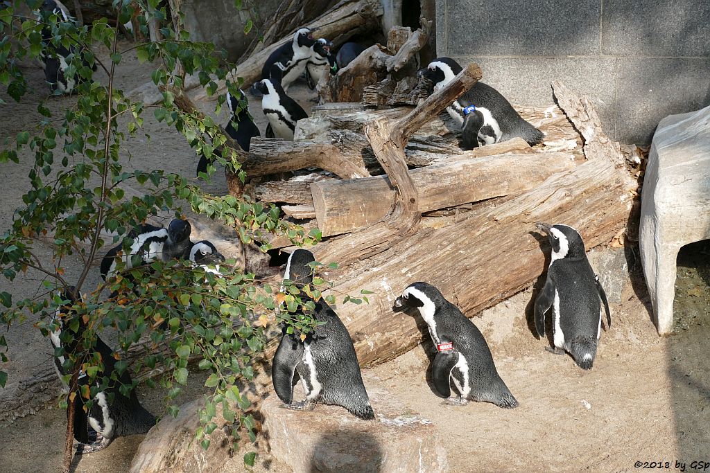 Brtillenpinguin