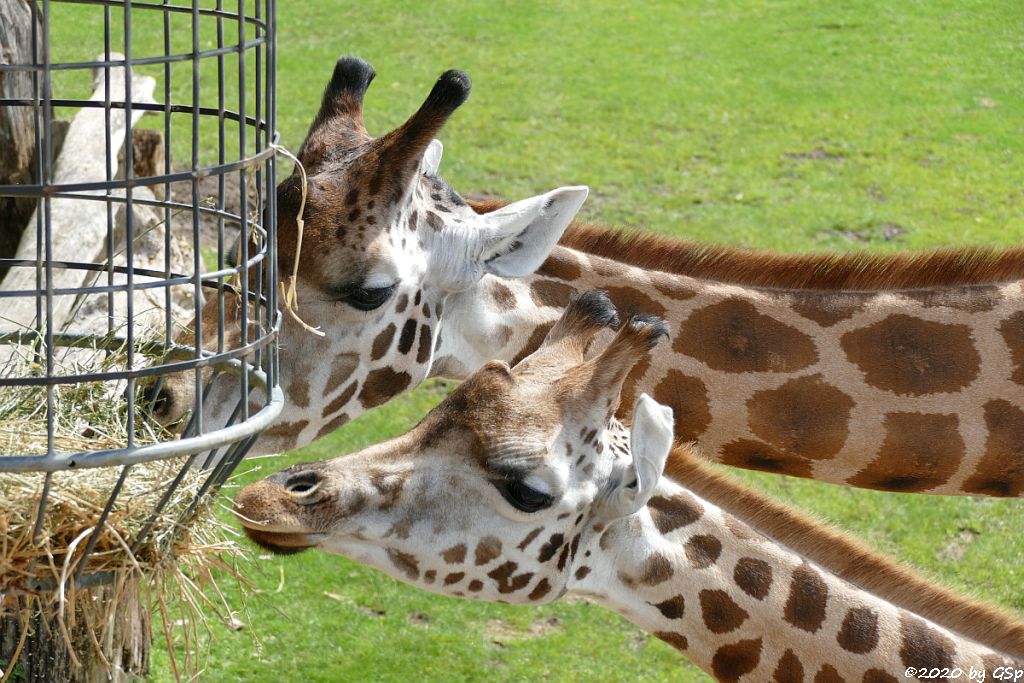 Rothschildgiraffe (Uganda-Giraffe, Baringo-Giraffe)