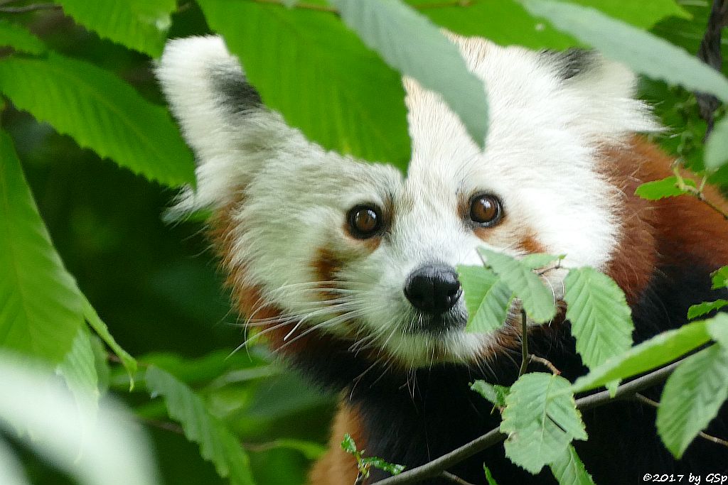 Westlicher Kleiner Panda (Westlicher Katzenbär, Nepalesischer Roter Panda)