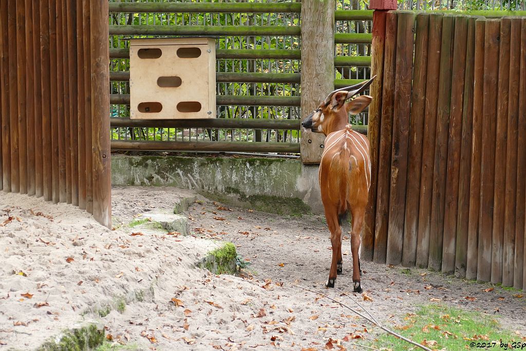 Östlicher Bongo (Kenia-Bongo, Bergbongo)