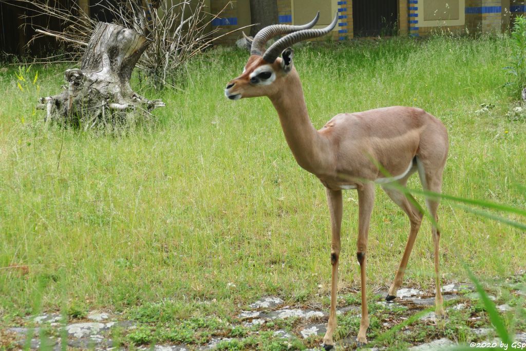 Südliche Giraffengazelle (Südliche Gerenuk)