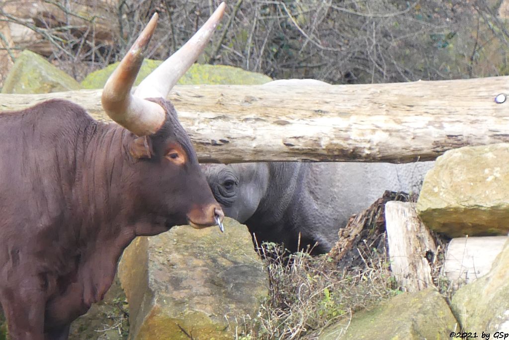 Watussi-Rind (Ankole, Ankolerind), Ostafrikanisches Spitzmaulnashorn (Östliches Spitzmaulnashorn)