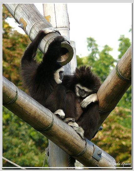 Weißhandgibbon