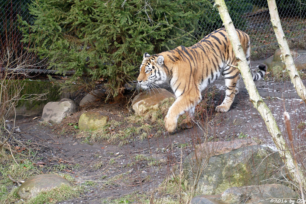 Sibirische Tigerin MARUSCHKA