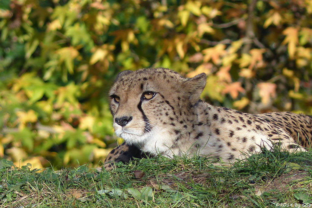 Südafrikianischer Gepard