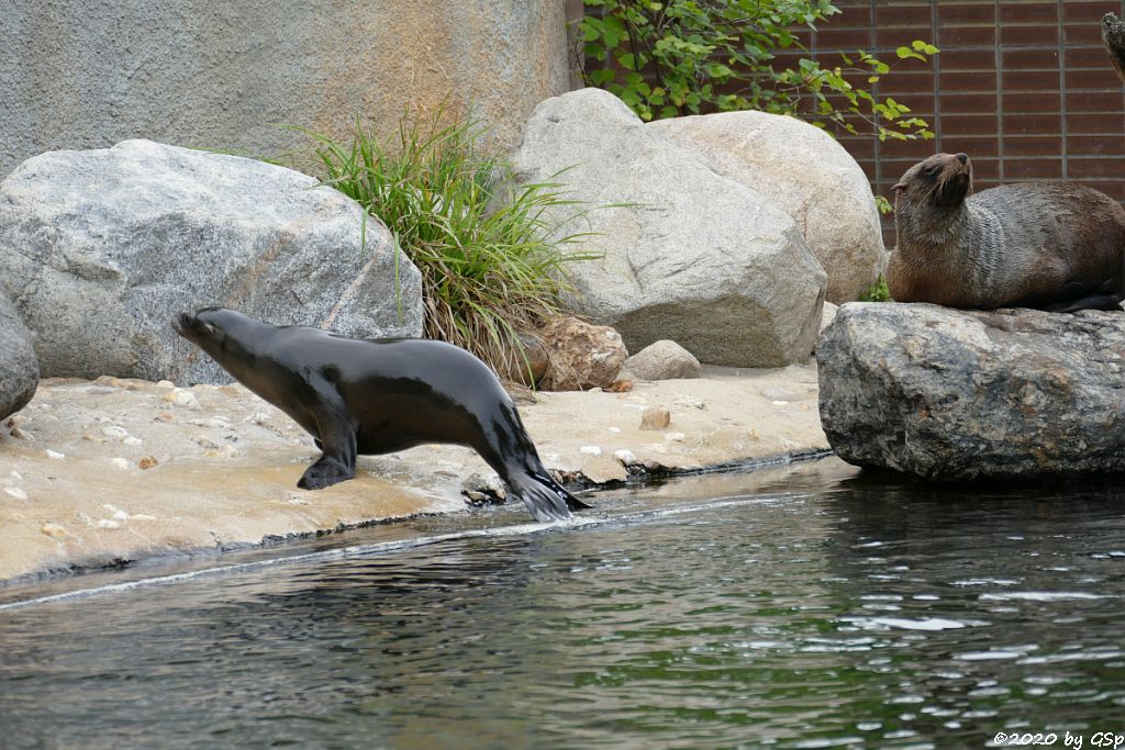 Kalifornischer Seelöwe, Südafrikanischer Seebär (Zwergseebär, Kap-Seebär) LIPPI