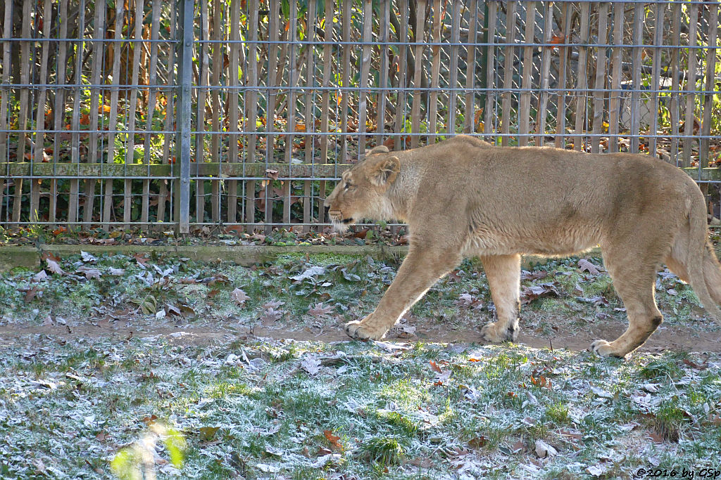 Asiatischer Löwe