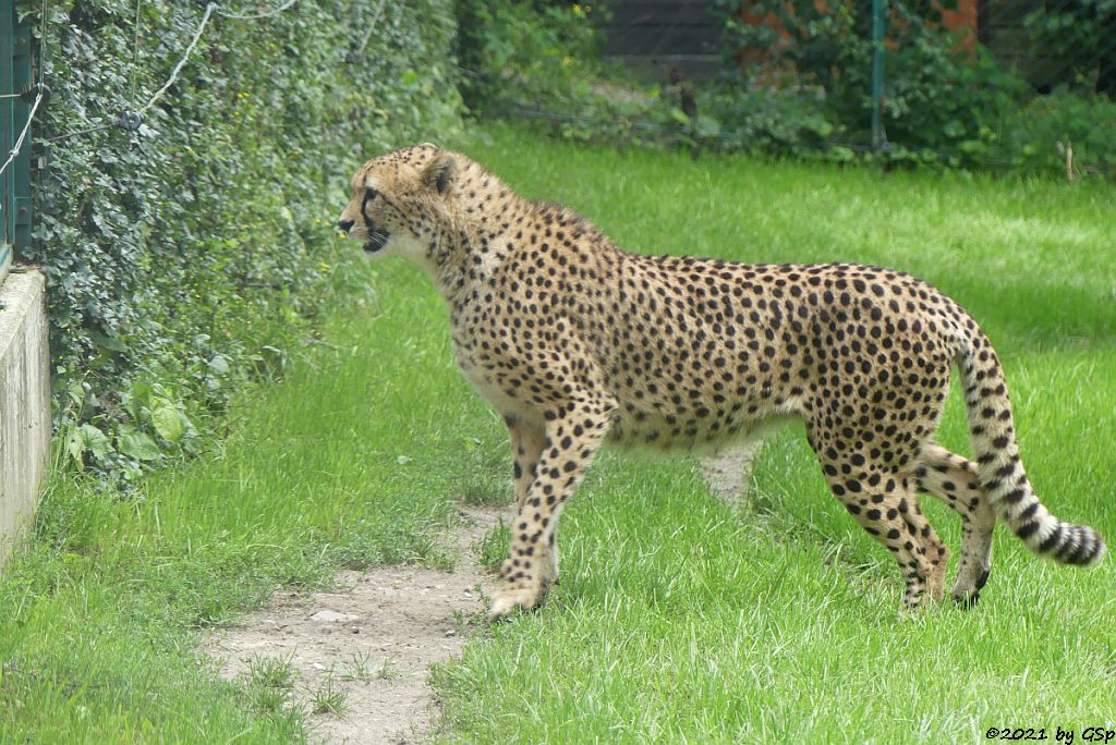 Südafrikanischer Gepard