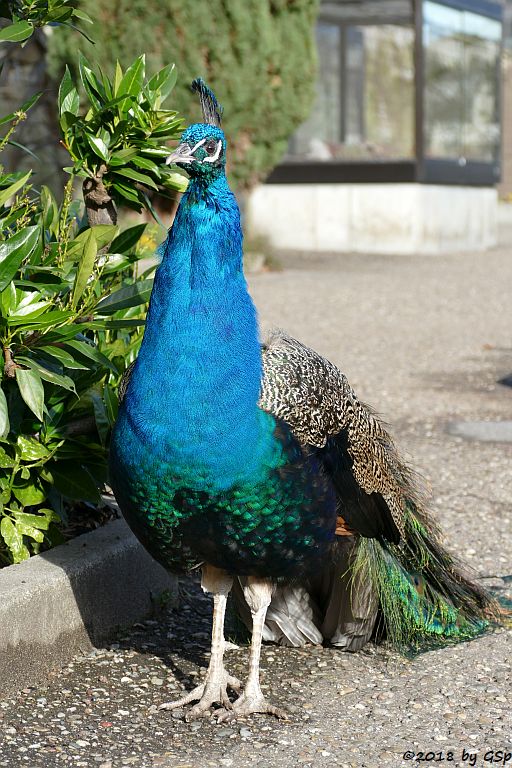 Blauer Pfau