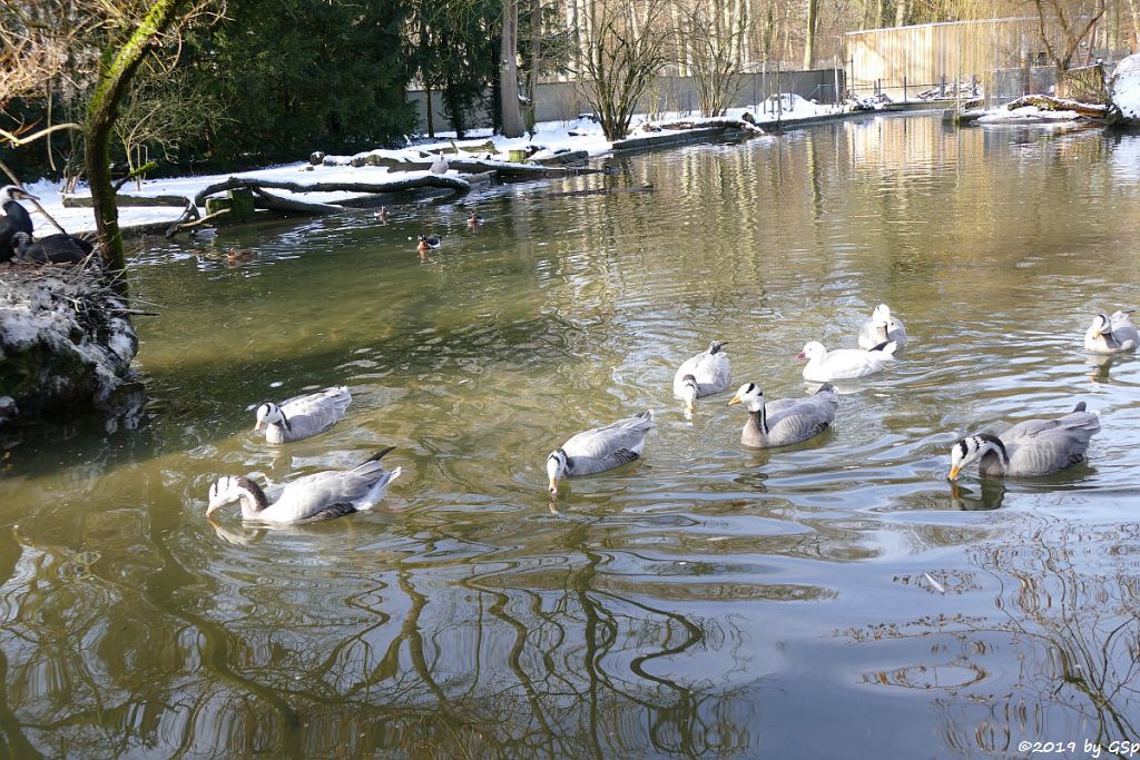  Streifengans (Indische Gans, Indische Streifengans)