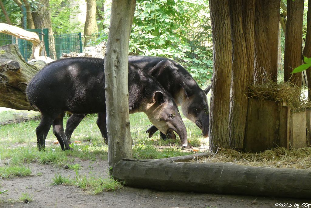 Mittelamerikanischer Tapir (Bairds Tapir)