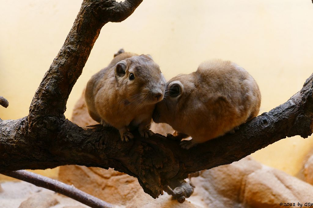 Gewöhnlicher Gundi (Atlas-Gundi)