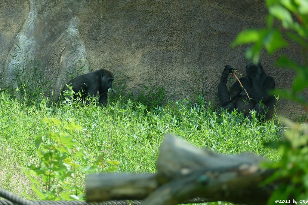 Flachlandgorilla